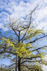 The ginkgo trees scenery in autumn 