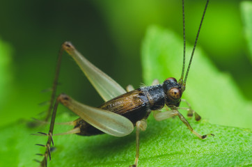 very small cricket on green herb leaf.