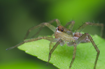 jumping spider on green herb leaf