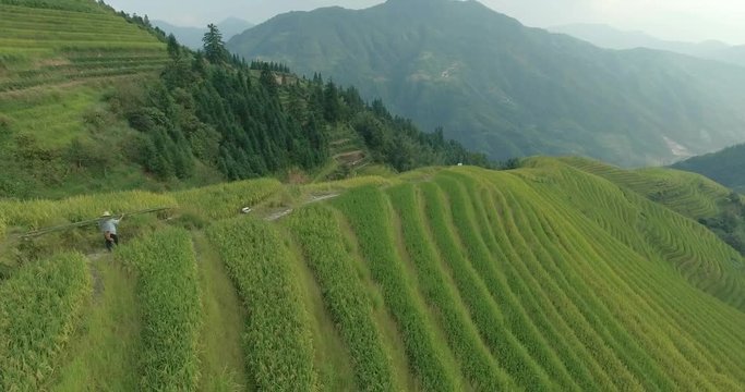 Beautiful epic shot of elderly Asian male peasant farmer in traditional Chinese hat bear beam bamboo sticks. Amazing top view of green Longji Rice Terraced Fields in Ping An Village.