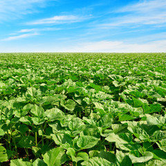 sunflower field and beautiful sky