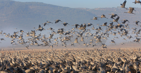 Feeding of the cranes at sunrise in the national Park Agamon of