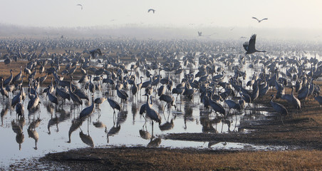 Feeding of the cranes at sunrise in the national Park Agamon of