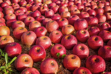 Italian typical apples
