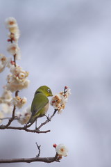 蜜を吸うメジロ