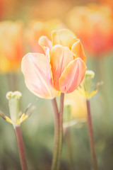 Orange tulip flower close-up in a tulip field