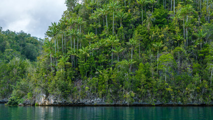 One of many Rocks overgrown with Palmtrees in Hidden Bay on Gam Island near Kabui and Passage. West...