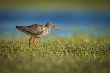 Redshank