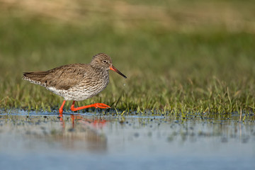 Redshank