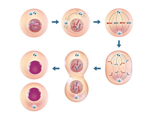 Cellular mitosis - obrazy, fototapety, plakaty
