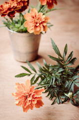 Floristic background with marigold flower on wooden background.