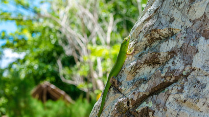Emerald Lizard on Palm near Yenanas Homestay, Gam Island, West Papuan, Raja Ampat, Indonesia