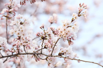 Obraz premium 桜
