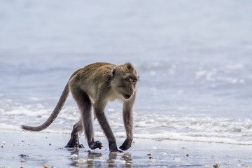 Crab-eating Macaque in Hat Chao Mai national park, Thailand