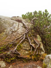 A beautiful mountain landscape with trees