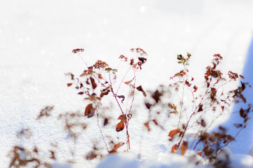Winter background, snowflakes, snow, dry flowers, blue shadows, shallow depth of field.