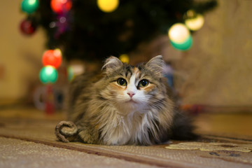  Portrait of long-haired cat on blurred background with Christmas tree and glowing garland