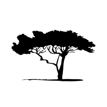 Vector silhouette of acacia tree. African flora