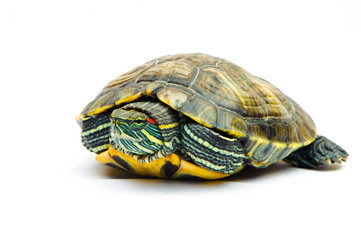 one Pond slider isolated on the white background.closeup.