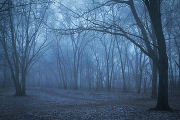 Spooky forest night