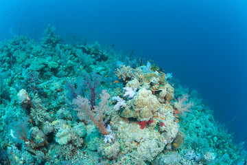 Plakat coral life diving Sudan Soudan Red Sea safari