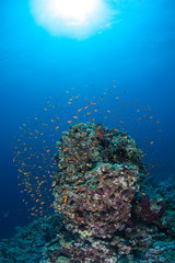 Naklejka na ściany i meble coral life diving Sudan Soudan Red Sea safari