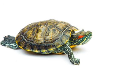 Obraz premium one Pond slider isolated on the white background.closeup.