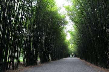 Bamboo Tunnel Reforestation for sustainable development