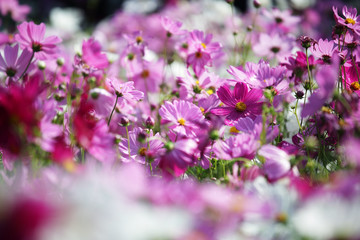 garden of colorful cosmos flower as background.