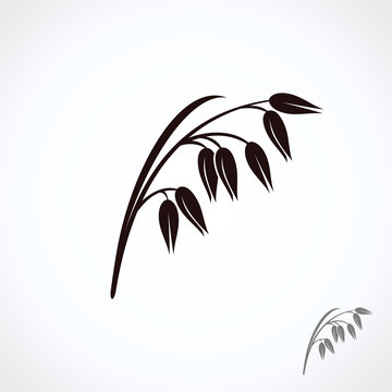 Oats set. Vector