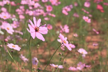 fields cosmos flowers