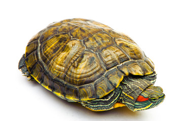 one Pond slider isolated on the white background.closeup.