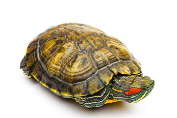 Fototapeta premium one Pond slider isolated on the white background.closeup.