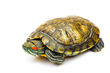 one Pond slider isolated on the white background.closeup.