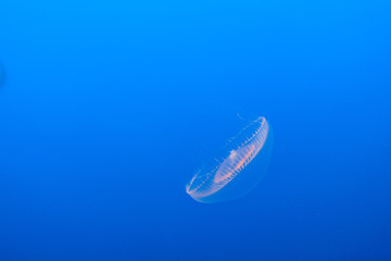 Crystal jelly, CA, USA