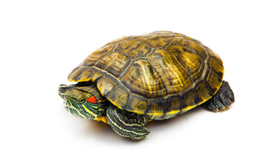 one Pond slider isolated on the white background.closeup.