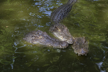 Crocodile in water. Close up