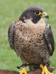 Aguila