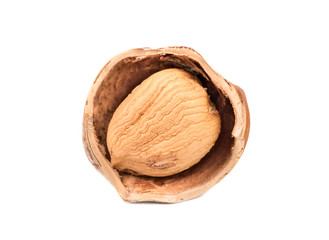 Open hazelnut