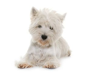 west highland white terrier