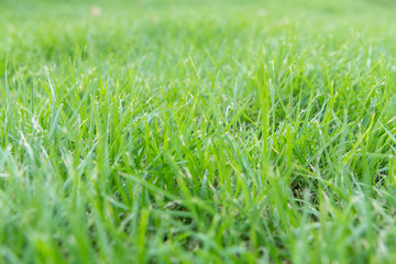 Fototapeta premium selektywne skupienie się na polu trawy