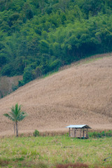 A Single hut stands alone in the field