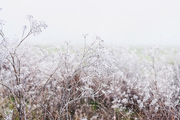 delicate openwork flowers in the frost and falling snow.  Beautiful winter morning in the fresh air. Soft focus.
