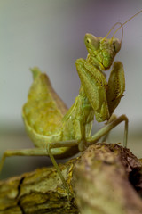 Macro image of an insect Praying mantis