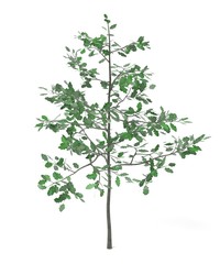 Obraz premium realistic 3d render of young oak