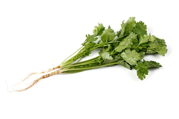 Coriander leaves with root isolated on  white background.