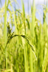 rice field at north Thailand, nature food background