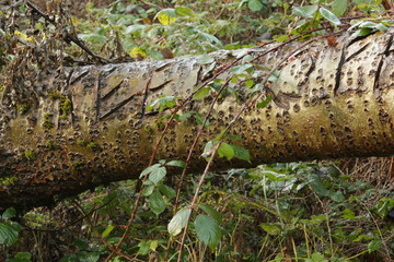 a misterious writing chiselled on the trunk of a fallen tree - keep off