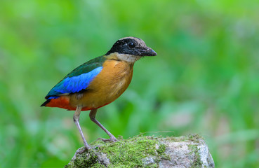 Blue-winged Pitta(Blue-winged Pitta),colorful bird standing on stone