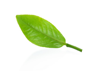 Obraz premium Green tea, The tea leaves isolated on white background